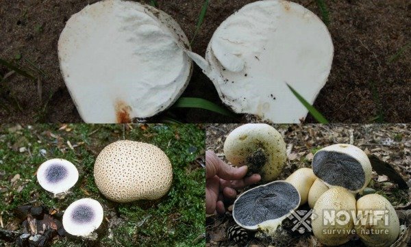 описание вида гриб дождевик