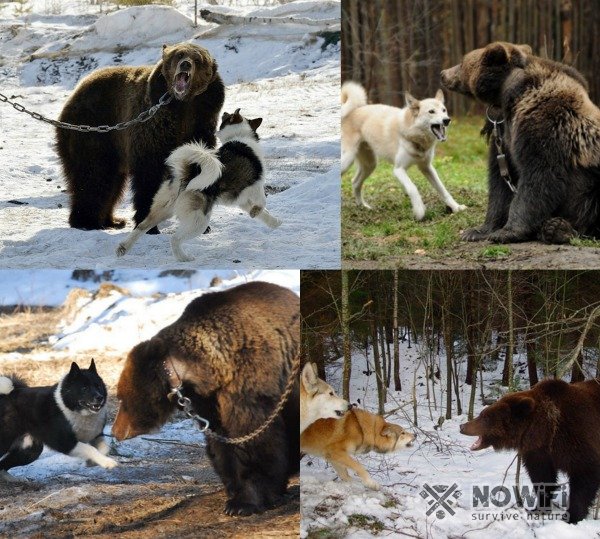 Как притравить лайку на медведя