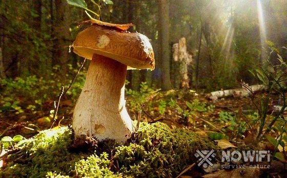 Как правильно собирать грибы в лесу, правила