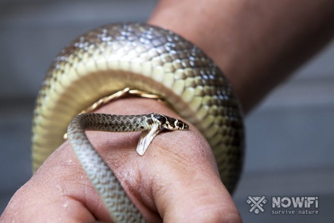 Как оказать первую помощь при укусе ядовитых змей