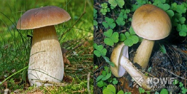 фото белый гриб и желчный гриб