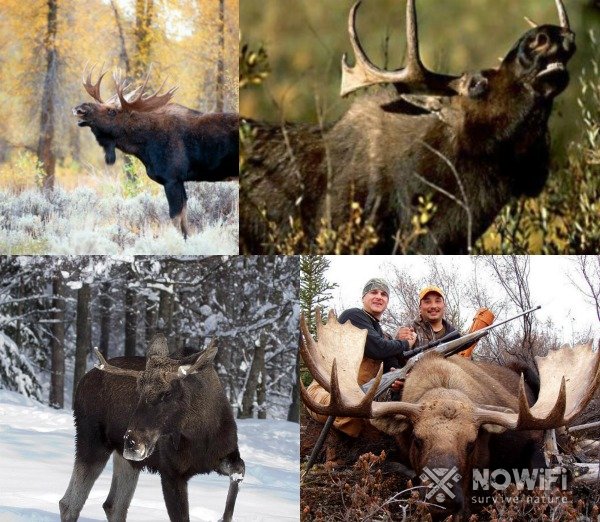 Охота на лося на гону: описание, особенности, необходимое снаряжение, советы