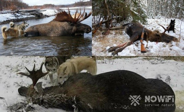 охота на лося зимой с собаками