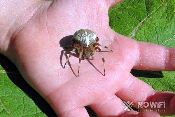 Ядовитые пауки России