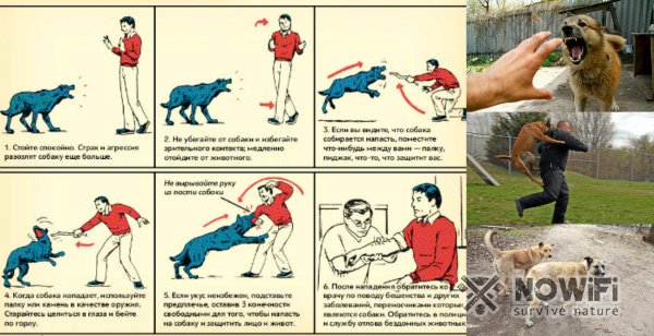 Как вести себя при нападении собак