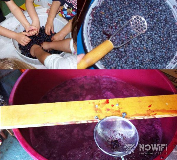 Как выдавить виноградный сок