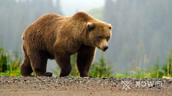 Как спастись от медведя