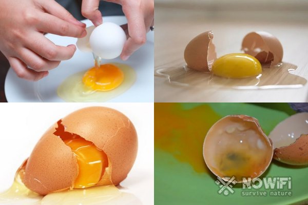 Как определить свежесть яйца по цвету