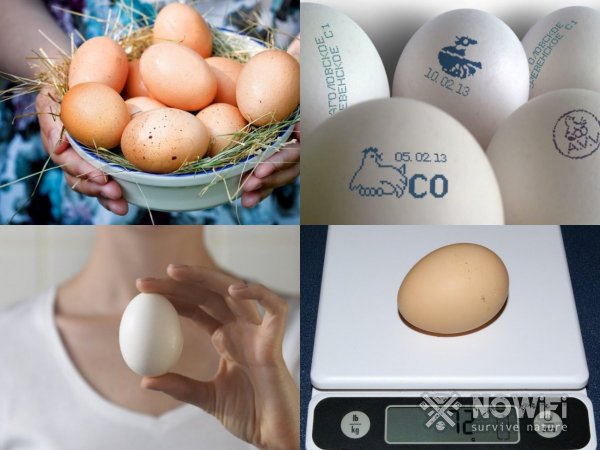 Определение свежести яиц по весу