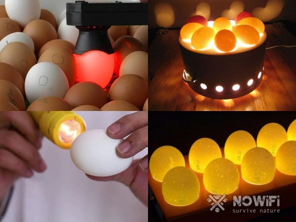 Определение свежести яйца на просвет