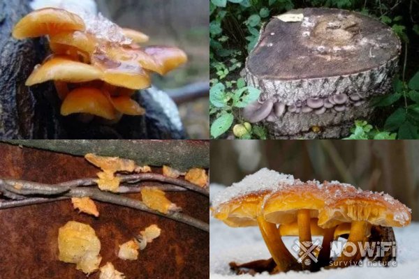 Как найти грибы зимой в лесу