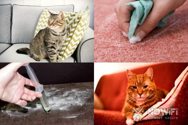 Как избавиться от запаха кошачьей мочи на диване